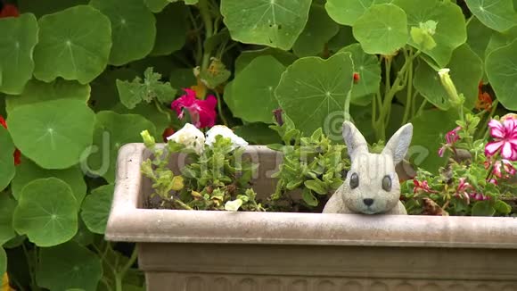 花园床上的兔子雕像视频的预览图