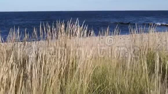 在海滩上随风摇曳的植物视频的预览图
