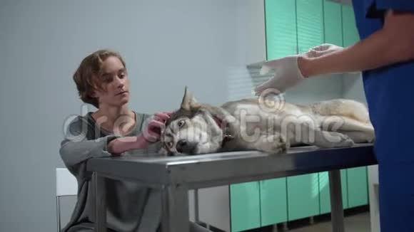主人宠物狗躺在桌子上兽医戴上手套视频的预览图