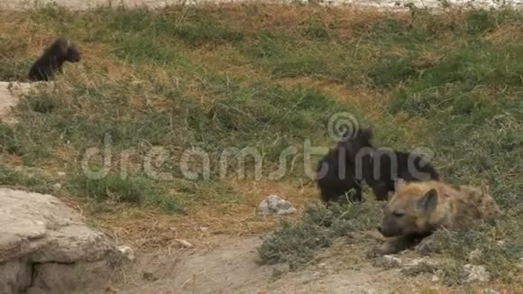 安博塞利的鬣狗幼崽视频的预览图