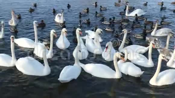 池塘上的天鹅视频的预览图