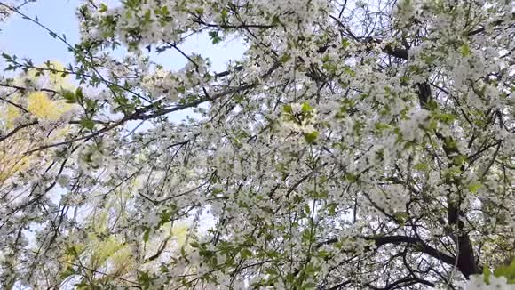 果树开得很漂亮视频的预览图