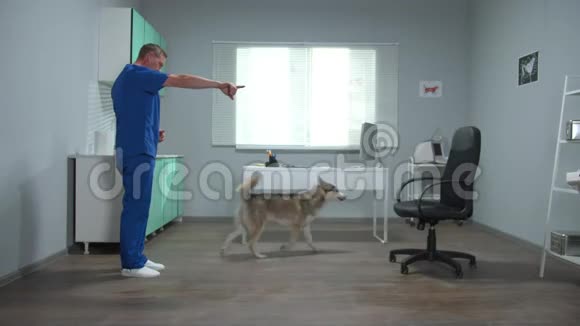 穿蓝色制服的兽医训练带零食的哈士奇视频的预览图