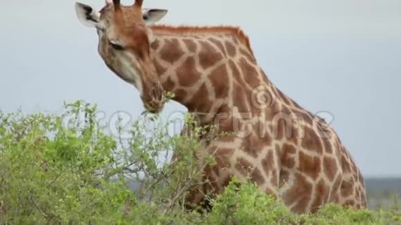 长颈鹿放牧的小树视频的预览图
