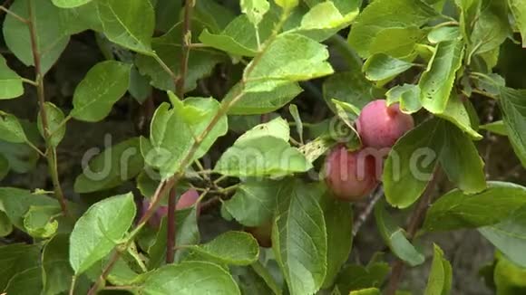 红可鲁苹果在树枝上视频的预览图