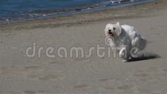 科顿德图利亚在海滩上奔跑视频的预览图
