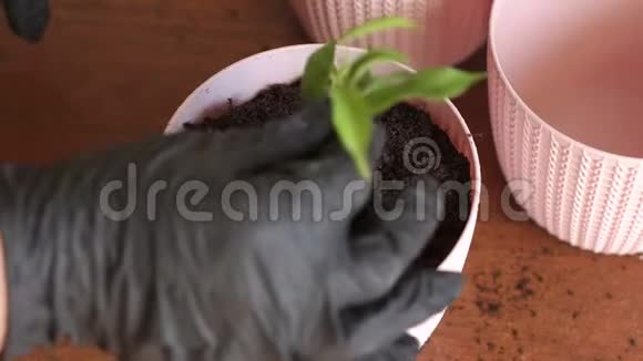 女人手把植物移植到一个新的罐子里视频的预览图
