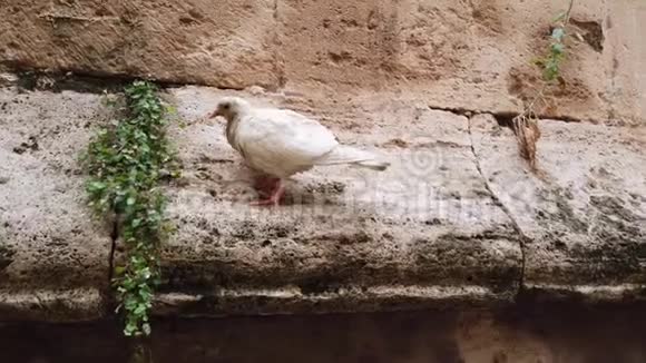 一只鸟在西班牙一座旧建筑的墙上视频的预览图