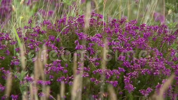 紫丁香灌木在田间视频的预览图