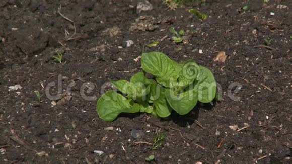 土壤中的菠菜叶视频的预览图