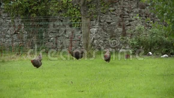 三只母鸡在草地上散步视频的预览图