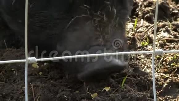 猪吃泥草视频的预览图