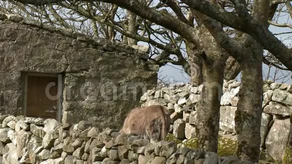 石头墙后面的驴子视频的预览图