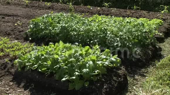 花园里的生菜和甜菜根视频的预览图