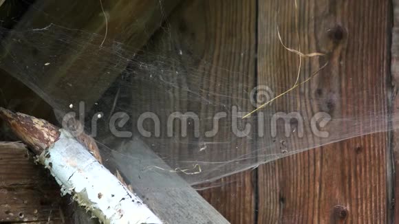 有蜘蛛网的旧木墙视频的预览图