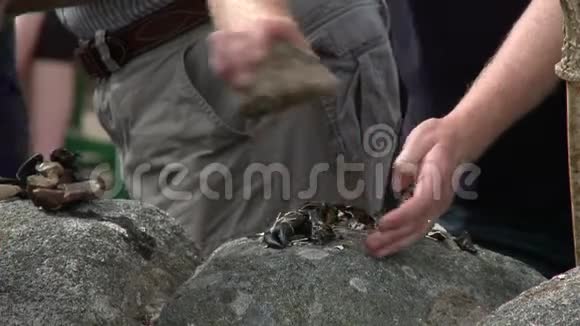 用岩石劈开蟹爪视频的预览图