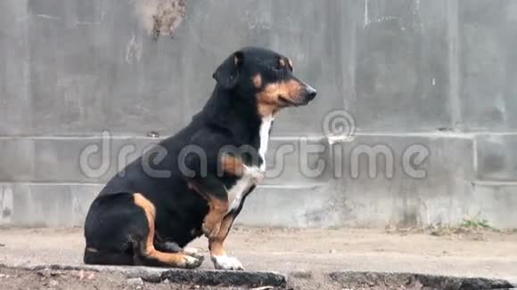 黑流浪狗坐在人行道后院视频的预览图