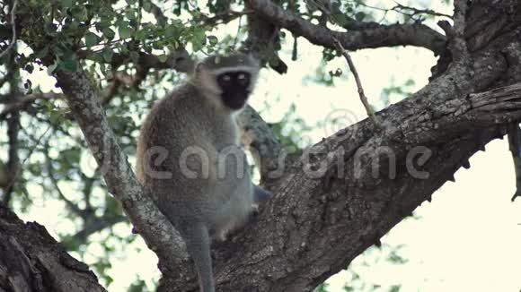 伏维特猴子坐在树上视频的预览图