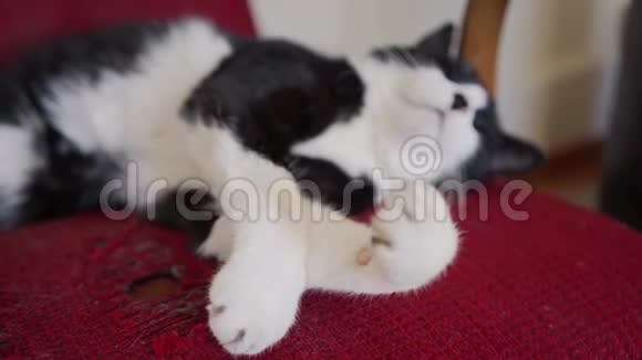 可爱的黑白猫睡在老式的红色扶手椅上猫爪子聚焦关门视频的预览图