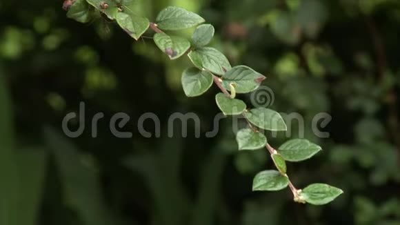 林果莓植物和叶子视频的预览图