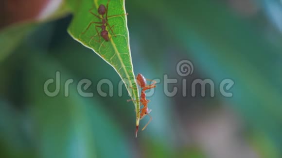 蚂蚁走在芒果叶子上视频的预览图