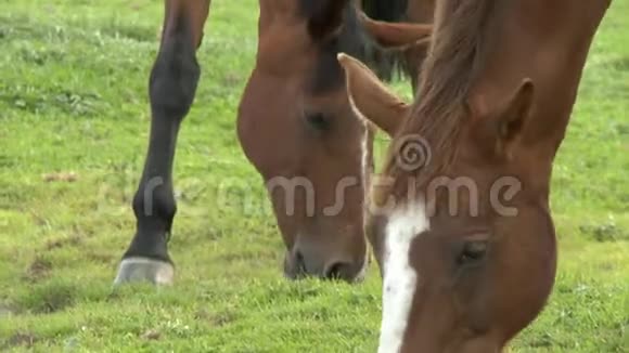 两匹马在嚼草视频的预览图