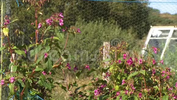 粉红色的鼠尾草花卉植物视频的预览图