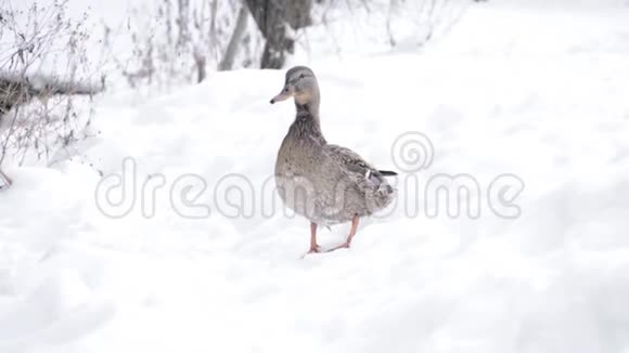 站在雪地上的鸭子视频的预览图