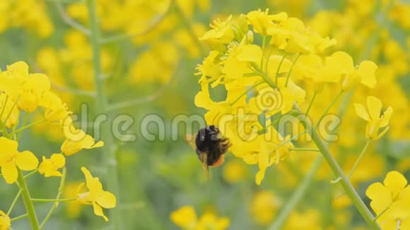 大黄蜂鲜黄色油菜视频的预览图