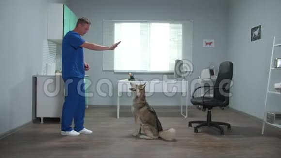 兽医医生在柜子里训练聪明的哈士奇和零食视频的预览图