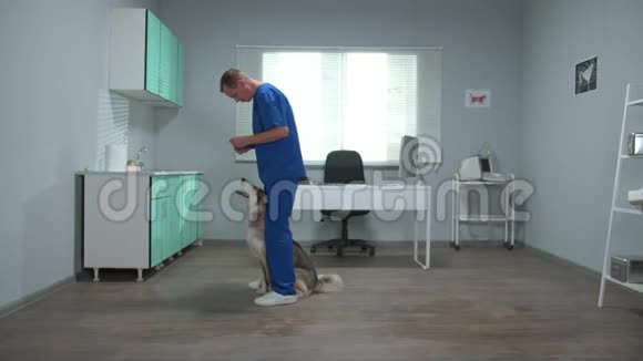 穿制服的兽医在柜子里训练哈士奇视频的预览图