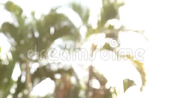 光与棕榈树叶视频的预览图