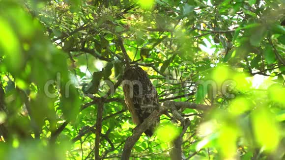 热带雨林中的猫头鹰视频的预览图