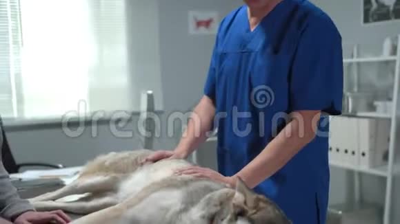 兽医正在摸它的身体时哈士奇躺在桌子视频的预览图