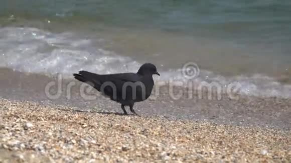 在沙滩上的鸽子视频的预览图