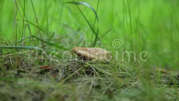 林草中的蘑菇视频的预览图