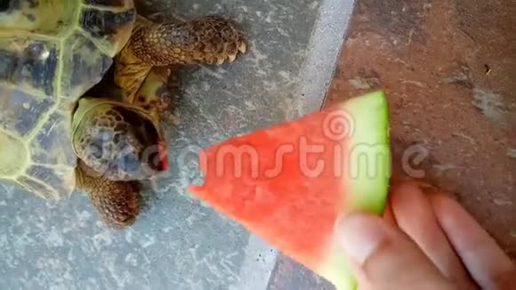 俄罗斯乌龟吃西瓜三角形视频的预览图