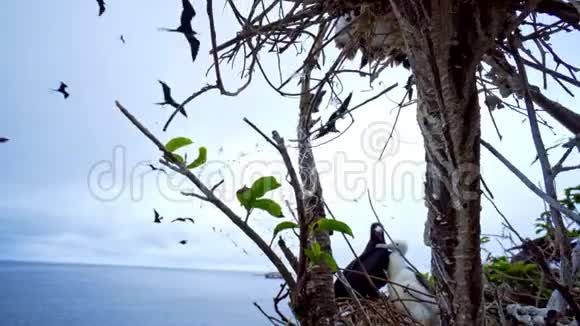 恶魔鸟在恶魔岛的巢穴视频的预览图