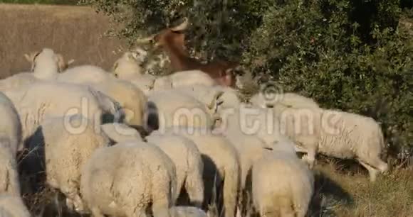 法国家羊群视频的预览图