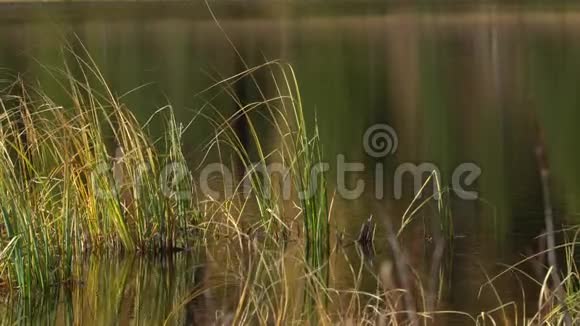 流动的河面有一片片草从水中伸出特写镜头视频的预览图