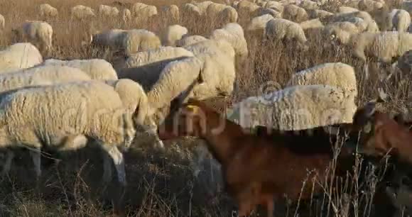 法国家羊群视频的预览图