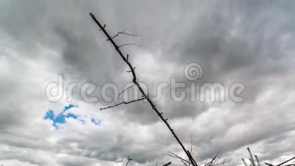 枯木多云天气视频的预览图