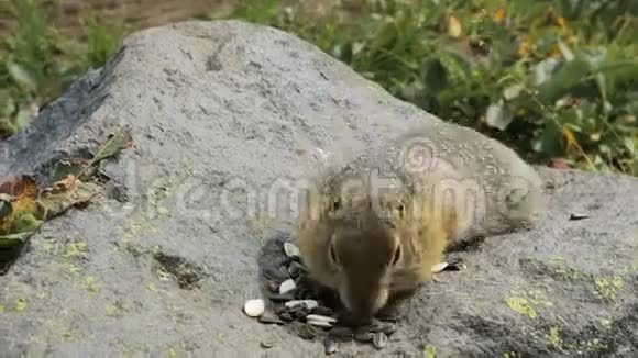 北极地松鼠在岩石上吃种子堪察加股票录像视频的预览图