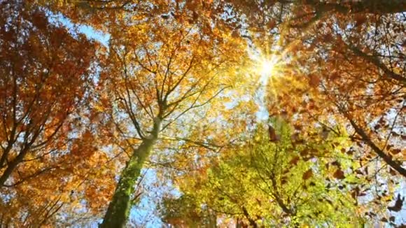 阳光明媚的树梢和飘落的秋叶视频的预览图