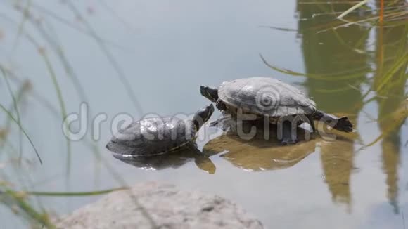 两只海龟在湖面上视频的预览图