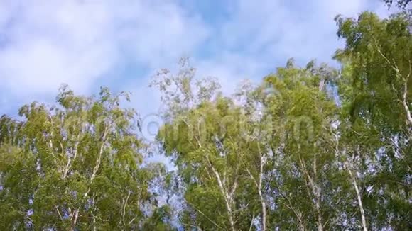 夏天的森林和蓝天视频的预览图