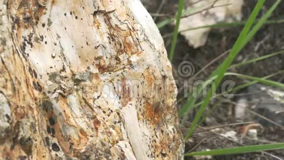 有化石的树干视频的预览图