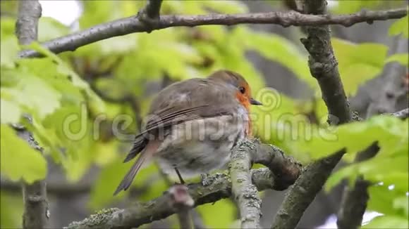 英国知更鸟宝宝红胸脯在树枝上视频的预览图