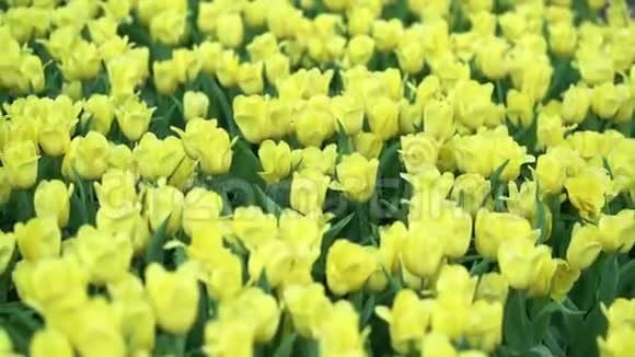 郁金香在春天的阳光下绽放视频的预览图
