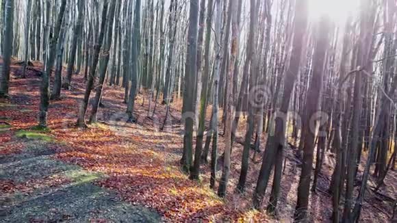 秋天的森林阳光灿烂视频的预览图